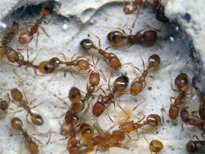 борьба с домовыми муравьями
