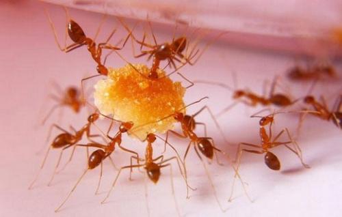 Рыжие муравьи в доме